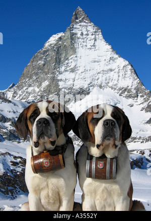 Saint bernard dogs in snow with matterhorn mountain in background , switzerland Stock Photo