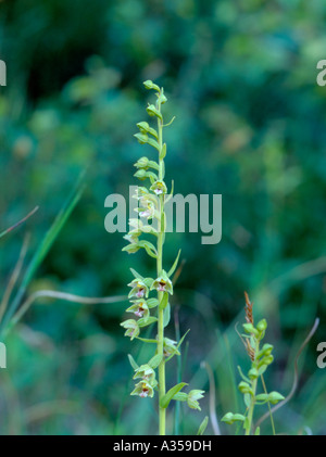 Narrow-lipped Helleborine (Epipactis leptochila; variety dunensis) Stock Photo
