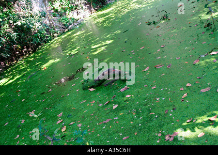 Hidden forest pool lit up by beams of sunlight coming through the canopy of a rainforest Stock Photo
