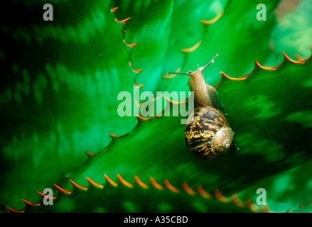 Garden Snail on Agave Leaf Stock Photo