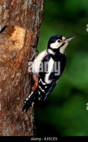 GREAT SPOTTED WOODPECKER Dendrocopos major female at nest Stock Photo