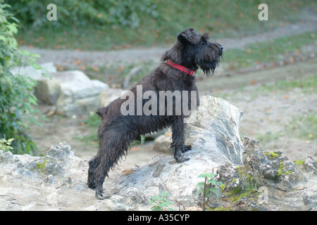 Miniature schnauzer dog looks away from camera UK Stock Photo