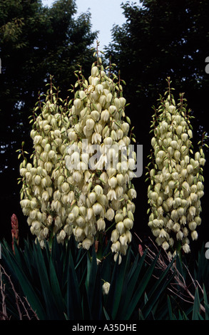 White flowering Yucca plant - Yucca filamentosa - Heston Park,West London, UK Stock Photo