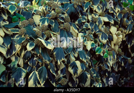 Variegated Persian Ivy, Hedera Colchica Dentata Variegata, Kew Gardens, Surrey, England UK Stock Photo