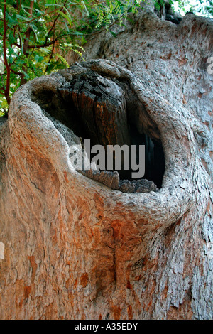 Gaping hole on a tree - home to several species of animals Stock Photo