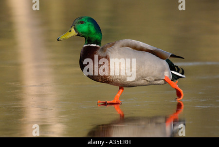 Mallard Drake on frozen lake, Essex, January 2007 Stock Photo