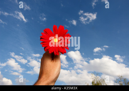 Gerbera against the sky Stock Photo