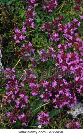 thyme purple flowers