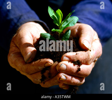 Haende halten eine kleine Pflanze, Old man holding in his hand young plant Stock Photo