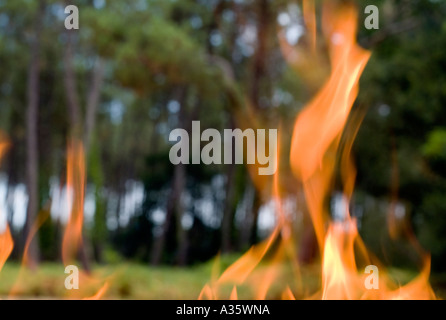 Fire in a forest Stock Photo