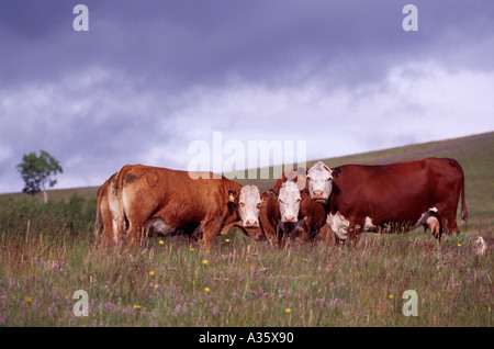 Hereford Cattle / Cows standing in a Pasture, staring at Camera - Beef Cow Breed Stock Photo