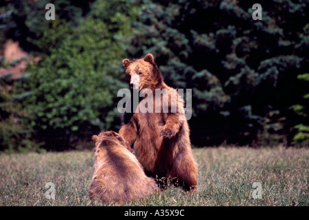 Two Grizzly Bears (Ursus arctos horribilis) fighting, Captive Stock Photo