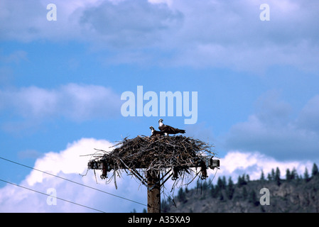 Osprey (Pandion haliaetus) sitting on Nest built atop Pole - Okanagan, BC, British Columbia Canada - North American Birds / Bird Stock Photo