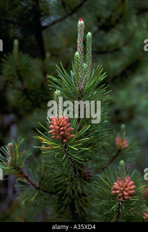 Pollen Cones and Needles on a Lodgepole Pine Tree (Pinus contorta latifolia), British Columbia, Canada Stock Photo