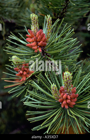 Pollen Cones and Needles on a Lodgepole Pine Tree (Pinus contorta latifolia), British Columbia, Canada Stock Photo