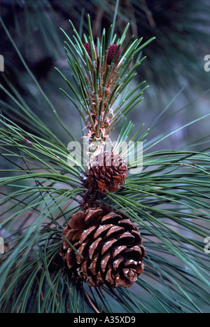 Needles and Seed Cones of a Ponderosa Pine (Pinus ponderosa) Tree in British Columbia Canada Stock Photo
