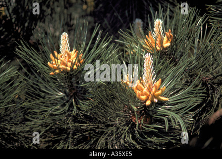 Pollen Cones and Needles on a Lodgepole Pine Tree (Pinus contorta latifolia), British Columbia, Canada Stock Photo