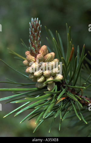 Pollen Cones and Needles on a Lodgepole Pine Tree (Pinus contorta latifolia), British Columbia, Canada Stock Photo