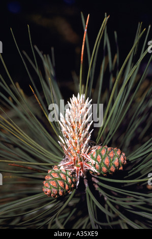 Needles and Seed Cones on Lodgepole Pine Tree or Pinus contorta latifolia in British Columbia Canada Stock Photo