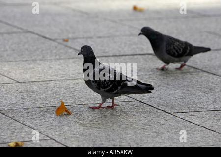 two pigeons walking on footpath in a city centre with some autum leaves lying Stock Photo