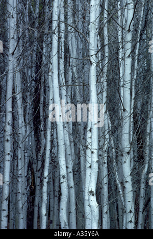 Trembling Aspen (Populus tremuloides) Tree Trunks in Northern British Columbia Canada Stock Photo