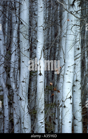 Trembling Aspen (Populus tremuloides) Tree Trunks in Northern British Columbia Canada Stock Photo