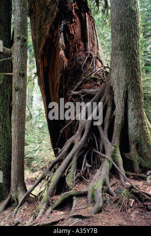 Exposed Tree Roots growing on a Decomposing Tree Trunk in British Columbia Canada Stock Photo
