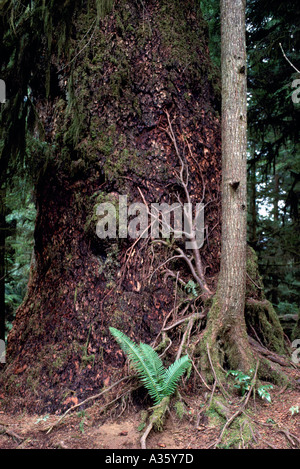 Young Tree with Exposed Roots growing on Old Coniferous Tree Trunk in Temperate Rainforest, BC, British Columbia, Canada Stock Photo