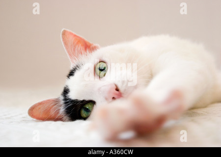 A white cat with black spots and yellow eyes, reaching one paw toward the camera. Stock Photo