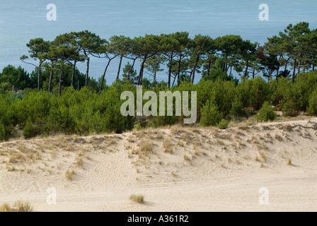 Trees along the Great Dune of Pilat, Europe's largest sand dune, in Archachon Bay, Gironde, France. Stock Photo