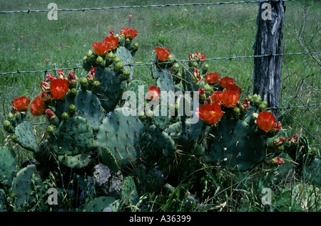 Texas prickly pear Opuntia linderheimeri Blooms sometime are red yellow and orange Live Oak County Texas US Stock Photo