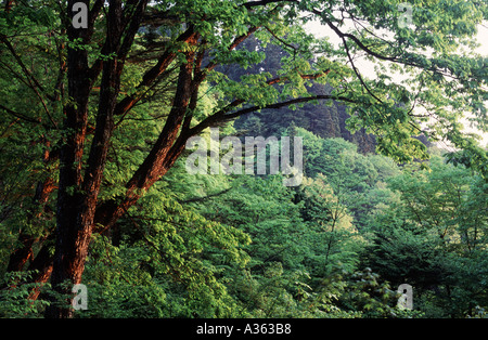 Deciduous forest in early morning sunlight Mitake Chichibu Tama National Park nr Tokyo Japan Stock Photo