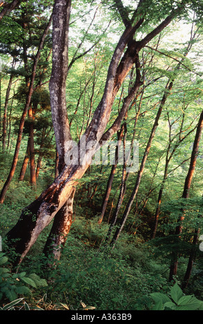 Deciduous forest in early morning sunlight near Mitake in Chichibu Tama National Park near Tokyo Japan Stock Photo