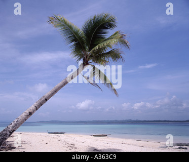 A coconut palm leaning across a beach on Siargao Island Mindanao Philippines Stock Photo