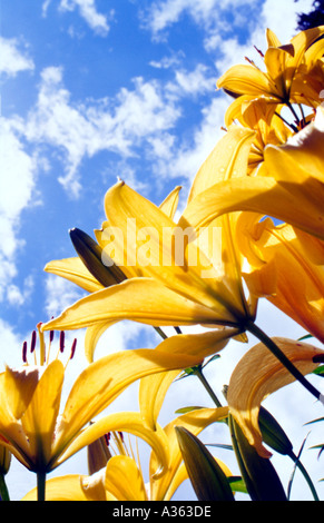 Yellow Asiatic Lily Stock Photo