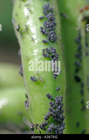 BLACK BEAN APHID APHIS FABAE MASSING ON BROAD BEAN Stock Photo