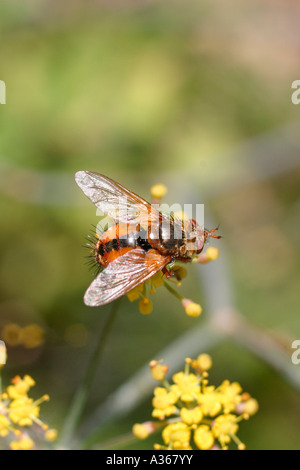 Tachina, Parasitic flies on a Flower Stock Photo - Alamy