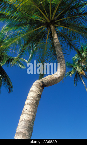 A crooked palm tree is seen against a deep blue sky at Maracas Beach in Trinidad Stock Photo