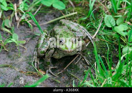 AMERICAN BULLFROG RANA CATESBEIANA FEMALE ON GROUND Stock Photo