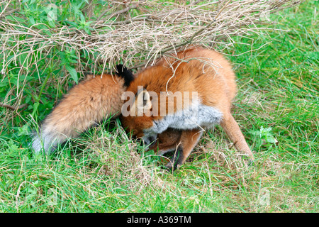 RED FOX VULPES VULPES VIXEN GROOMING FRONT VIEW Stock Photo