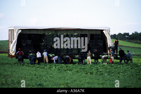 migrant workers from Eastern Europe harvesting cabbages on a farm in Bawdsey near Woodbridge, Suffolk, UK. Stock Photo