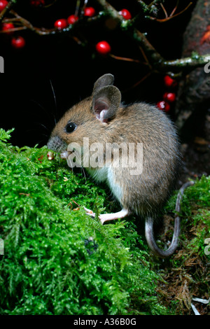 WOOD MOUSE APODEMUS SYLVATICUS ON STUMP SIDE VIEW Stock Photo