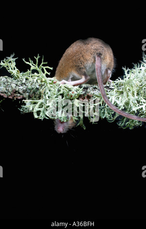 WOOD MOUSE APODEMUS SYLVATICUS CLIMBING UNDER LICHEN COVERED BRANCH