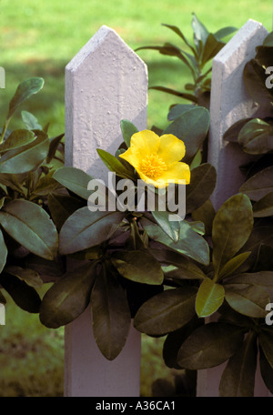 yellow flower on white picket fence New England Stock Photo