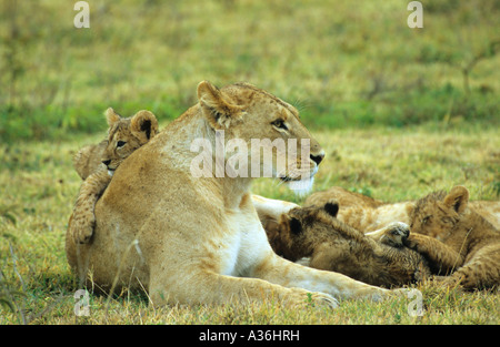 African Lion Panthera lioness lying on the ground in the Ngorongoro Crater with her cubs in Tanzania East Africa