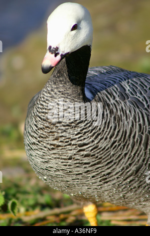 Emperor Goose or Anser camagica at Slimbridge Gloucestershire UK Stock Photo