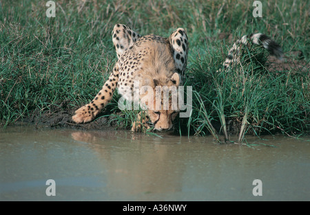 Cheetah drinking water Stock Photo - Alamy