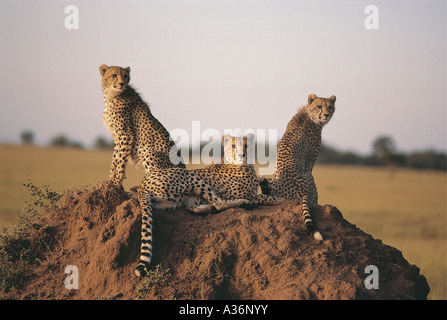 Adult Cheetah and two almost fully grown cubs sitting on a termite mound in Masai Mara National Reserve Kenya East Africa