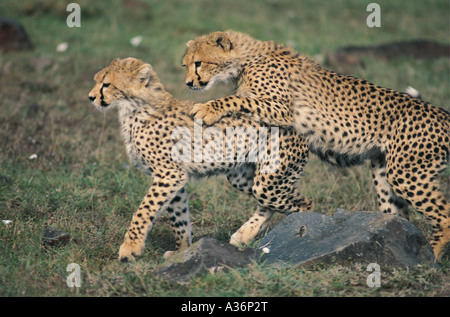 Cheetah cubs about 6 months old playing in Masai Mara National Reserve Kenya East Africa Stock Photo