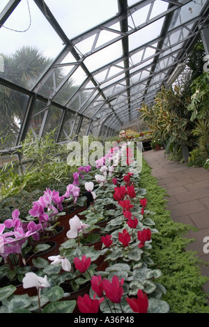 Cyclamen at Hall Place in the council greenhouses, Bexley, Kent, UK Stock Photo